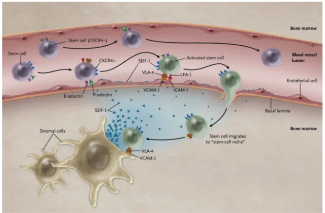 Figure 6. Homing of hematopoietic stem cells. Stem cells in the blood stream are expressing  CXCR4  (blue  receptor)