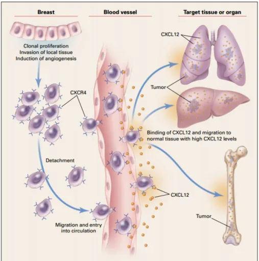 Figure 7. Implication of CXCR4 in metastasis. Cancer cells from the primary breast tumor  expressing  CXCR4  lose  attachment  and  enter  the  circulation
