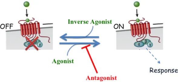 Figure  9.  Agonist,  antagonist  and  inverse  agonist.  A  receptor  represented  as  it  has  two  states,  an  inactive  (off)  state,  and  an  active  (on)  one  giving  a  response