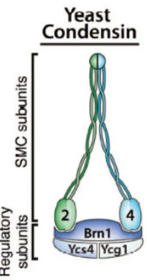 Figure 1: Condensin complex in Saccharomyces cerevisiae (Bazile et al., 2010) 