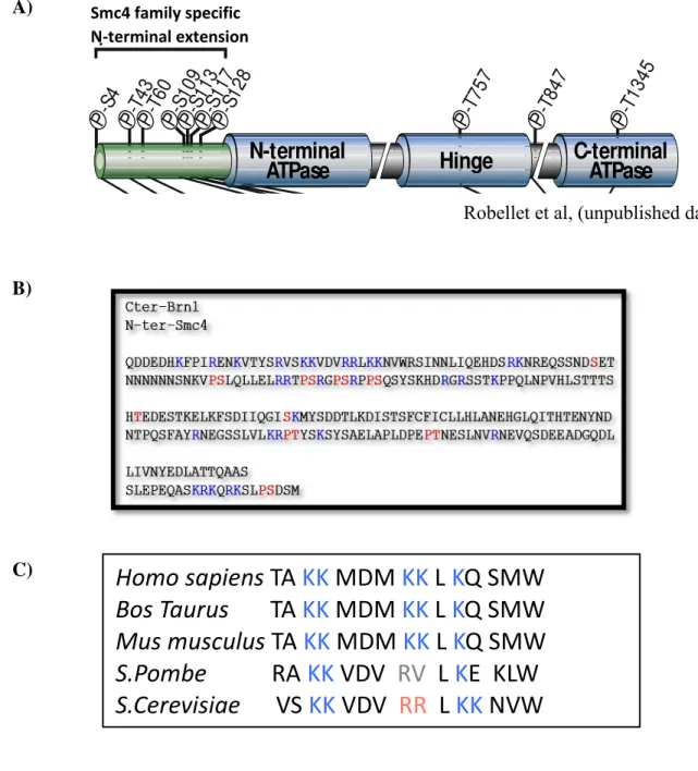Figure 2: A) Phosphorylation sites on N-terminus extension of Smc4. B) Alignment of C-terminus  of Brn1 with the N-terminal extension of Smc4