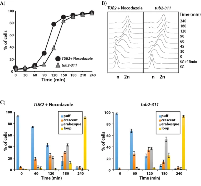 Figure 4: Kinetics of cell-cycle-dependent intermediates in rDNA condensation  Time points were taken from the experiment shown in Figure 3, and cells were processed for A)  Budding index and B) Flow cytometric analysis