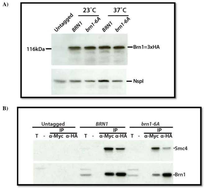 Figure 10: Stability of brn1-6A mutant 