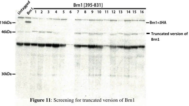Figure 11: Screening for truncated version of Brn1 