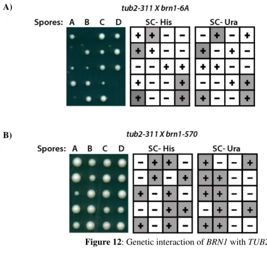 Figure 12: Genetic interaction of BRN1 with TUB2 