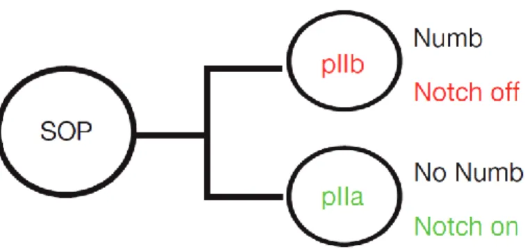 Figure  4:  Numb-Notch  activation  during  asymmetric  cell  division  of  SOP  cells