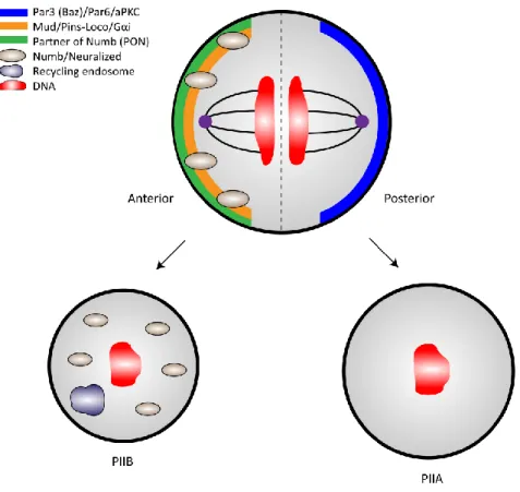Figure  5:  Proper  spindle  orientation  leads  to  proper  segregation  of  cell-fate  determinants