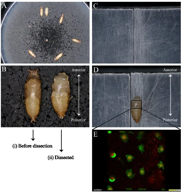 Figure 8: Step by step dissection procedure showed in images for live cell imaging  of SOP cells