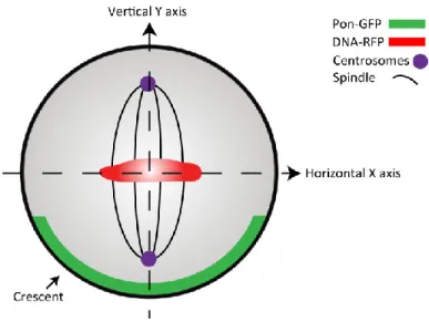 Figure 9: Cartoon depicting horizontal and vertical axis of polarity. Horizontal “X”  axis  represents  DNA  which  in  wild  type  conditions  is  aligned  horizontally  with  respect the crescent (Pon-GFP)