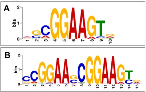 Figure 5. Séquences d’ADN consensus liées par le facteur de transcription ETV6, caractérisées  par la méthode SELEX