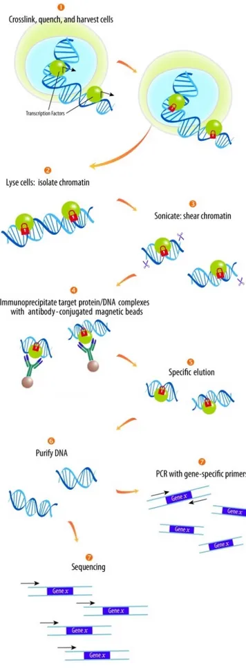 Figure  9.  Schéma  d’une  expérience  d’immunoprécipitation  de  la  chromatine.  Les  cellules  sont  d’abord  fixées  afin  d’immobiliser  les  interactions  ADN-protéines  (1)
