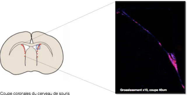 Figure 3. Schématisation de la ZSV (A) et de l’Hi (B) chez la souris et zone spécifique où  l’on  observe  de  la  neurogénèse