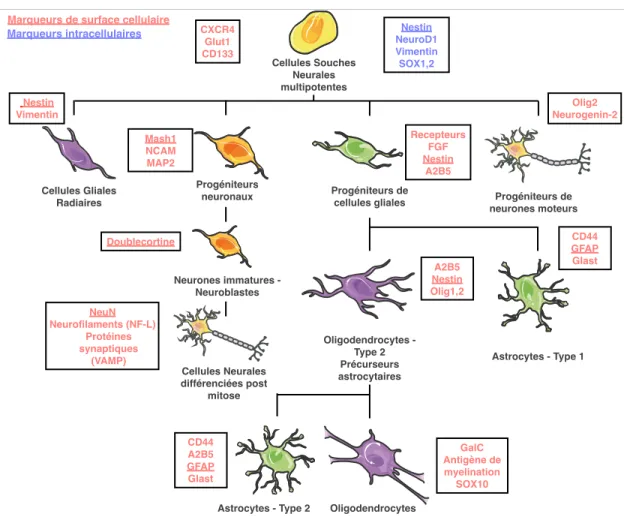 Figure  4.  Les  principaux  marqueurs  intracellulaires  ou  membranaires  caractéristiques  des différents types cellulaires impliqués dans le lignage neural[64]