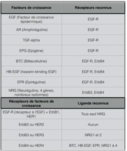 Tableau  1.  Les  facteurs  de  croissance  de  la  famille  de  l’EGF  et  leurs  récepteurs