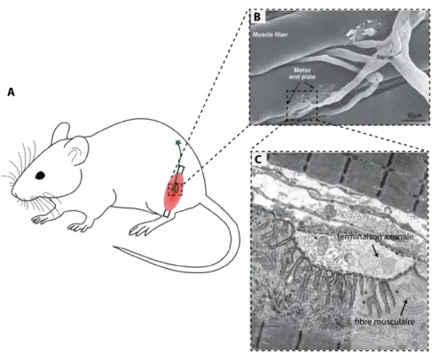 Figure 1 : Localisation et présentation d’une jonction neuromusculaire de souris.  