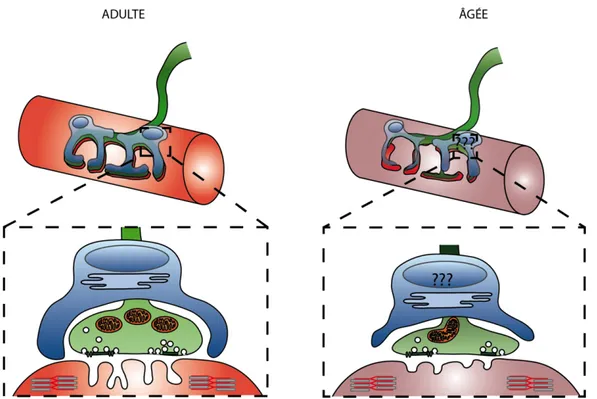 Figure 5  :  Modifications  morphologiques  de  la  jonction  neuromusculaire  au  cours  du  vieillissement normal