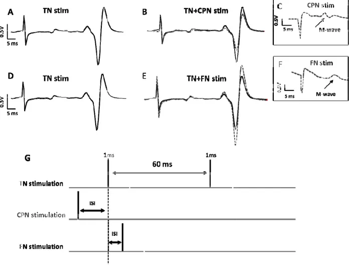 Figure  stimulat CPN sti amplitud stimulati stimulati Co-con F (withou Butterw activity  stimulat 2: H-reflex tion.A-C; Siimulation (C)de (E) followion protocol ion)