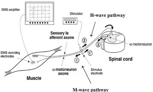 Figure 2:Illustration du réflexe H. Une stimulation électrique de faible intensité au niveau  de l’afférence Ia provoque l’onde H (la 2e onde illustrée à l’écran) via l’activation d’un MN  alpha au niveau de la moelle épinière, alors qu’une stimulation éle