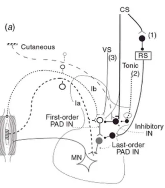 Figure 4: Schéma simplifié des différentes projections périphériques et supraspinales qui  influencent les INs médiateurs de la PAD