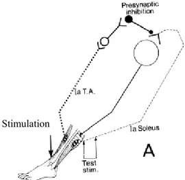 Figure 6: Illustration du protocole expérimental utilisé pour évaluer l’inhibition D2  («sensory evoked PSI»)