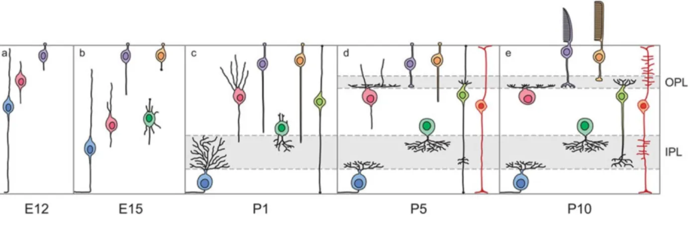 FIGURE 3 : Chronologie du développement des neurones rétiniens et leurs  prolongements