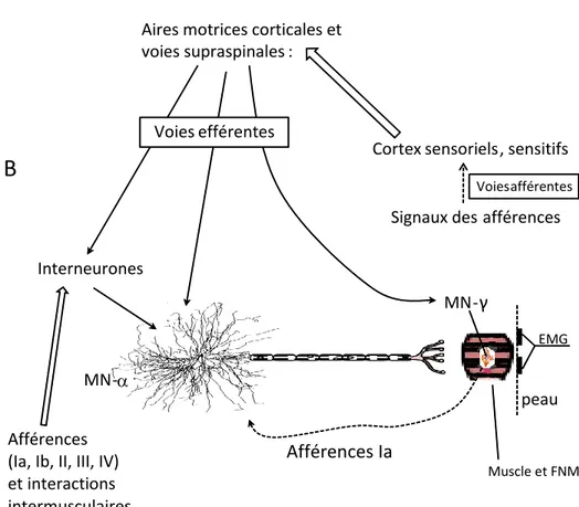 Fig. 1 : Convergence des inputs afférents et du SNC sur les motoneurones-α spinaux.  