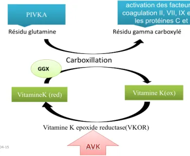 Figure 5 Mécanisme d’action des antivitamines K (Warfarine) 