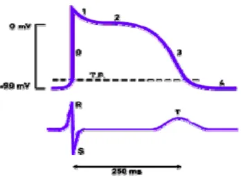 Figure 8 Les différentes phases du potentiel d’action cardiaque 