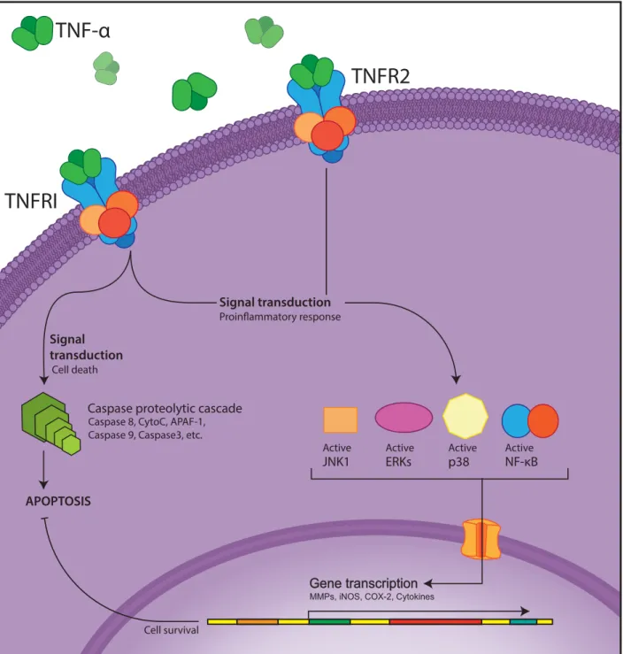 Figure 7. Tumor Necrosis Factor-α (TNF-α) signal transduction 