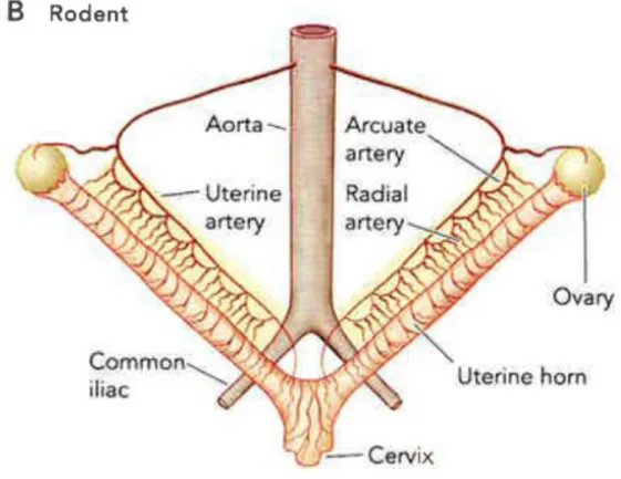 Figure 3.2 : Circulation utérine chez la rate.  