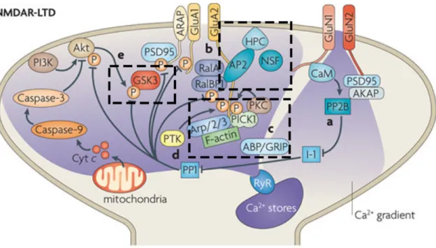 Figure 2. Signaling pathways involved in NMDAR-LTD. 