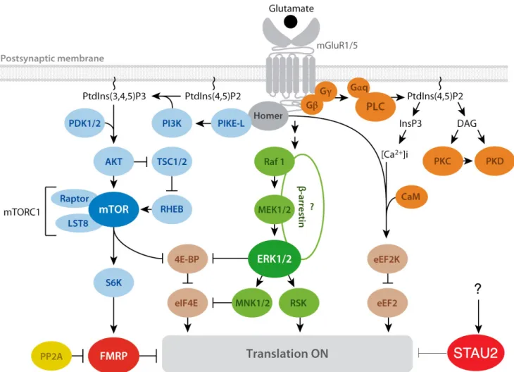 Figure  3.  Signaling  pathways  involved  in  translation  regulation  during  mGluR- mGluR-LTD