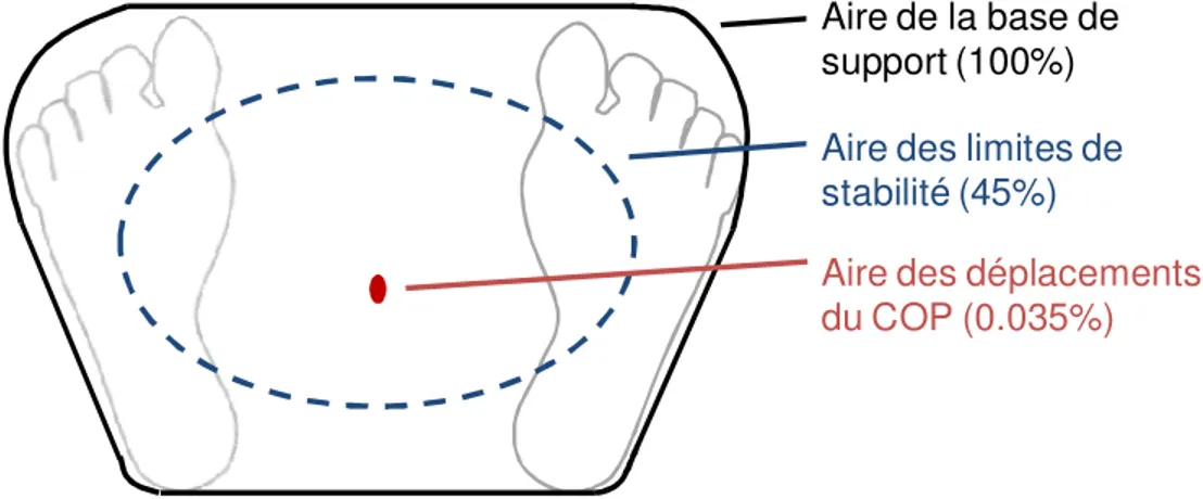 Figure 2.2: Base de support, limites de stabilité et aire usuelle des 