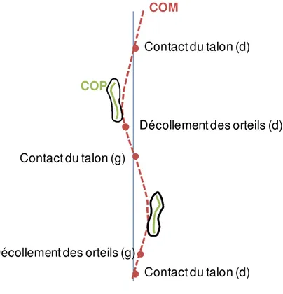 Figure 2.3: Trajectoire du COM et du COP durant la marche 