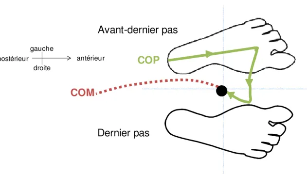 Figure 2.5: Trajectoire du COM et du COP durant l’arrêt de la marche 
