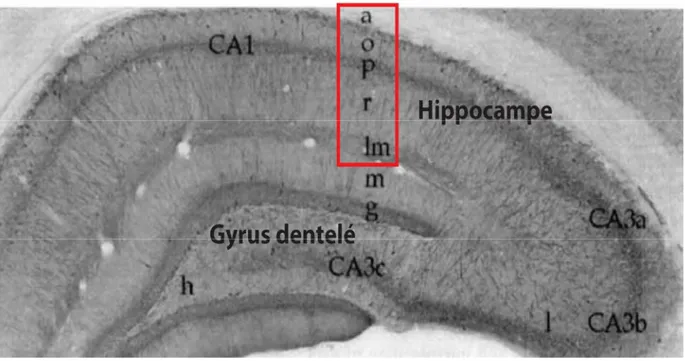 Figure 1.2. Organisation laminaire de l’hippocampe. Photomicrographie d’une coupe coronale  d’hippocampe où on peut observer les différentes couches de l’hippocampe (encadré rouge) et du  gyrus dentelé