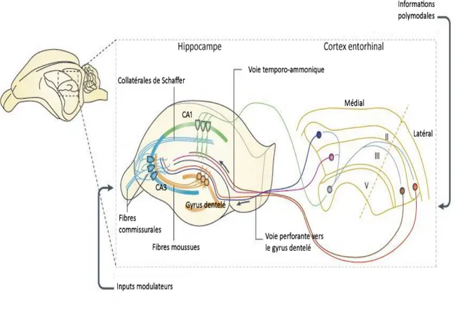 Figure 1.3. Circuit trisynaptique de l’hippocampe. Figure tirée et adaptée de (Neves et al., 2008) 