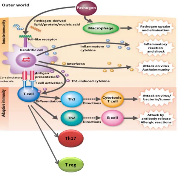 Figure 1. Schéma général de la réponse immunitaire innée et adaptative modifié (8) T cell: cellule T, B cell: cellule B, Th1: cellule T Helper de Type 1, Th2: cellule T  Helper de Type 2, Th17: cellule T helper 17, Treg: cellule T régulatrice
