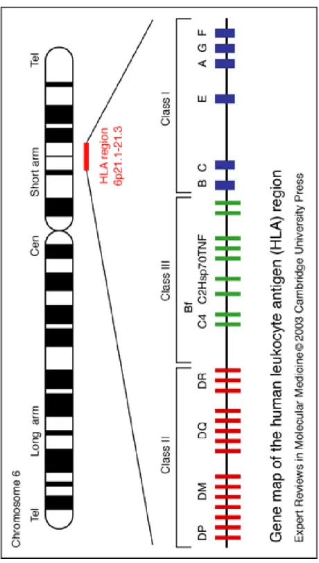 Figure 2. Structure du CMH chez l’humain  (HLA)  (15) 