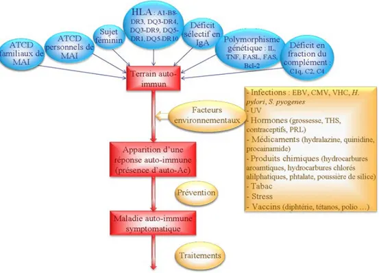 Figure 3. Les différents facteurs impliqués dans le développement de MAI(21).  ATCD : Antécédent, MAI : Maladies auto-immunes, HLA : human leukocyte antigen,  EBV: virus Epstein Barr, CMV : Le cytomégalovirus, VHC : virus de  L' hépatite C,  TSH : Thydroïd Stimulating Hormone, PRL : prolactine,IgA:  immunoglobulines  A, 