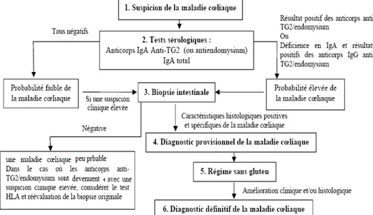 Figure 5. Algorithme proposé par la « ESPGAN » et la « NASPGHAN » pour  l'évaluation des patients suspectés d’avoir la maladie cœliaque (24)