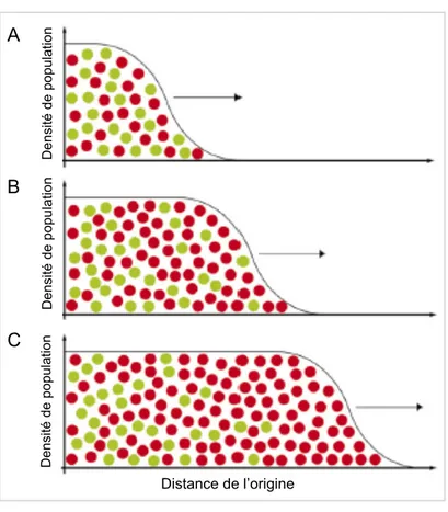 Figure  2.  Dérive  génétique  et  surfing  génétique  au  front  de  la  vague  d’expansion territoriale