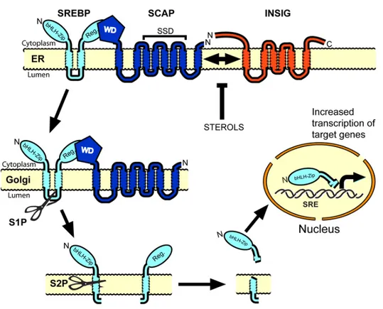 Figure 5. Régulation transcriptionnelle par les SREBPs. 
