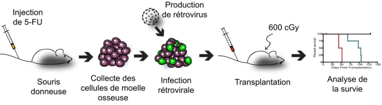 Figure 1 2 Essai de reconstitution hématopoïétique  