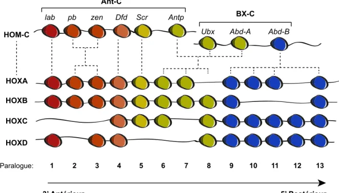 Figure 1 3 Complexe des gènes HOX  
