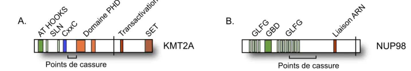 Figure 1 4 Structure des protéines KMT2A et NUP98  