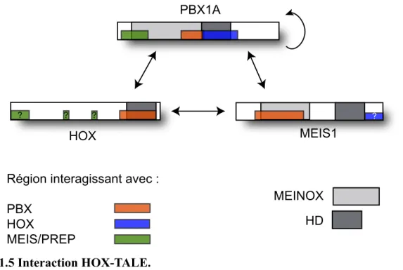 Figure 1 5 Interaction HOX-TALE  