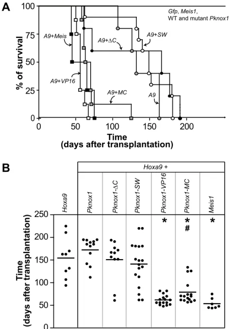 Figure 2 2 Identification of the Pknox1-mutants capable of accelerating Hoxa9-induced  leukemia development  