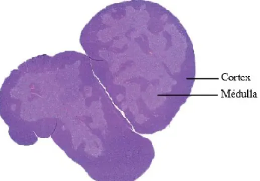 Figure 1. Régions corticale et médullaire du thymus montrées par une coloration à  l’hématoxyline et éosine