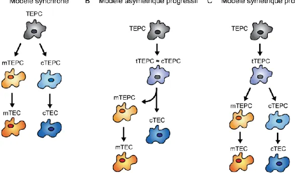 Figure  3.  Modèles  actuels  des  voies  de  différentiation  des  TECs.  (A)  Dans  le  modèle  synchrone, les progéniteurs non  différenciés bipotents (TEPC) divergent pour former  des  progéniteurs  unipotents  engagés  vers  la  différentiation  en  c